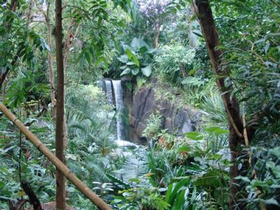 Bootscharter Madagaskar: Dichter, tropischer Dschungel voller faszinerender Tiere