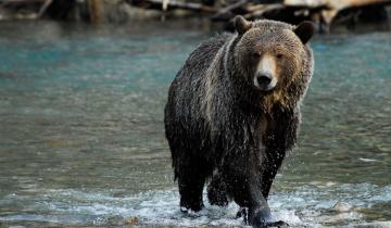 Charter Kanada: In der Gegend um Vancouver gibt es viel Wildlife, auch Grizzlyb�ren sind hier heimisch