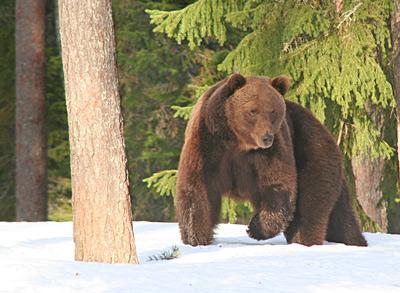 Yachtcharter Finnland: In den Wäldern leben wieder Braunbären