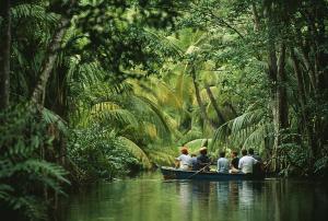 Yachtcharter Kleine Antillen: Urwald auf Dominica