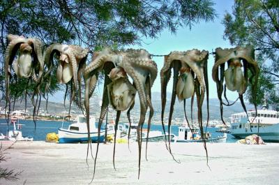 Charter Kykladen: Octopus ist eine griechische Spezialität