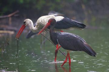 Bootscharter Masuren: Gesch?tzter Lebensraum f?r seltene Tiere und Pflanzen
