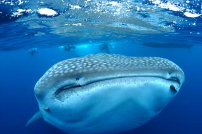 Yachtcharter Mexico-Yucatan: Die Gegend ist voller hervorragender Tauchspots