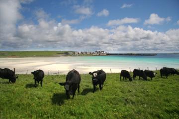Yachtcharter Schottland: Die einsamen Orkney-Inseln im Norden sind landschaftlich wunderschön